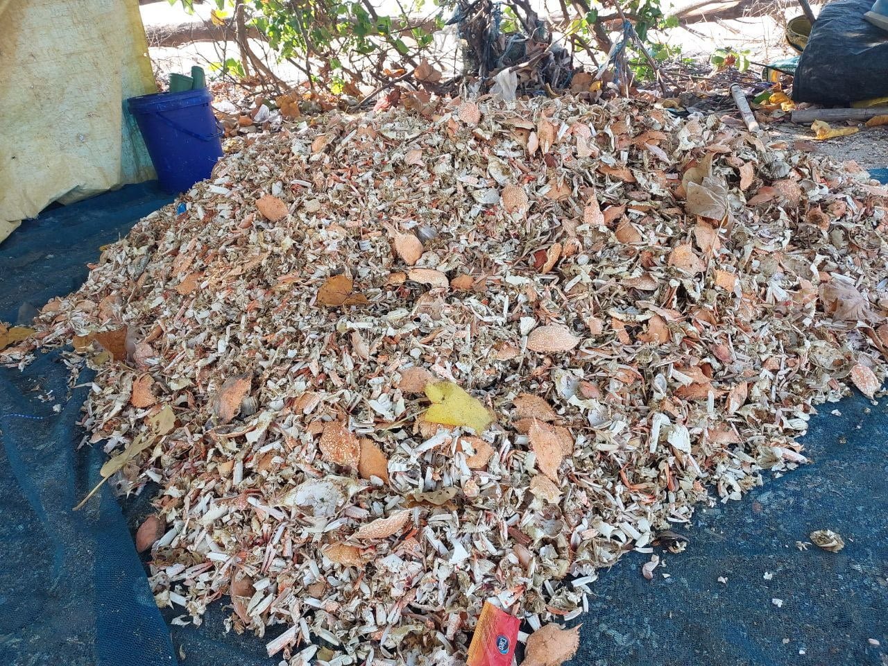 Siapa Bilang Limbah Jadi Masalah? Kini, Lely Sulap Limbah Rajungan Jadi Produk Pereduksi Asap Rokok